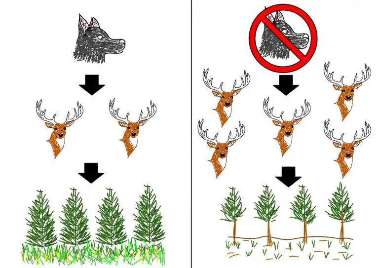 What is Trophic Cascade? Types, Serious Effects and Examples Biology Diagrams