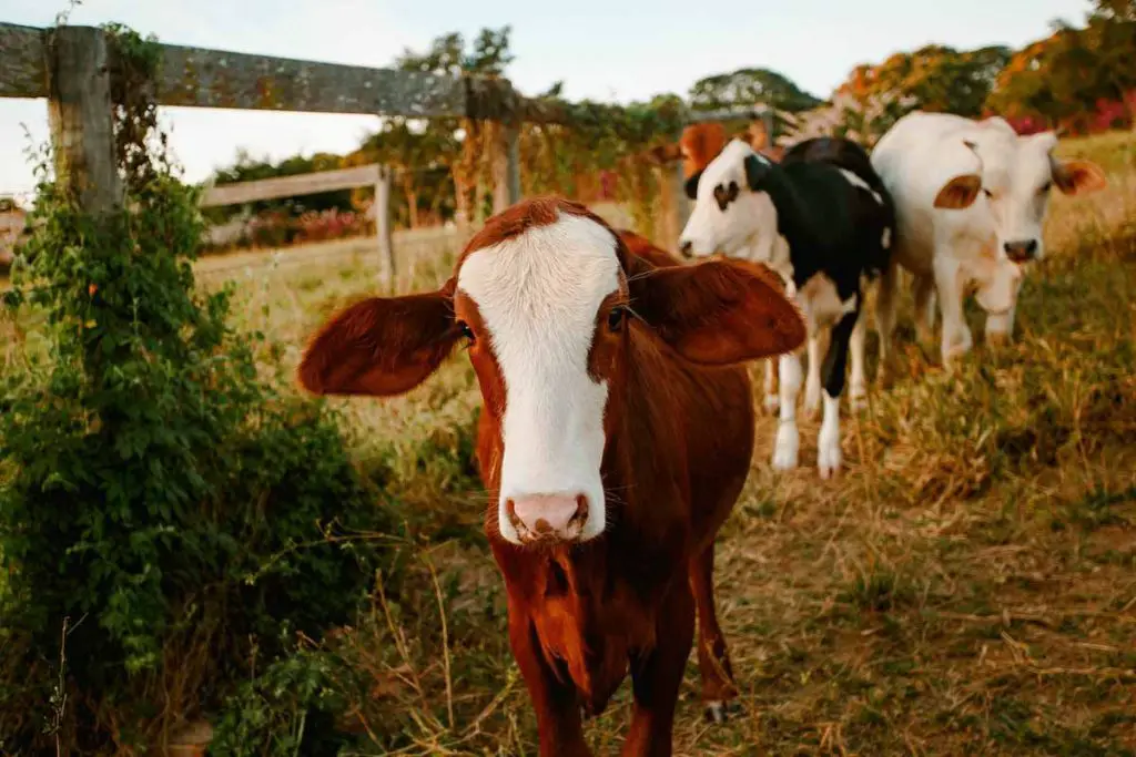 Overgrazing is a major cause of desertification