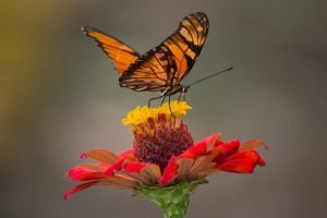 Butterfly pollinating flower