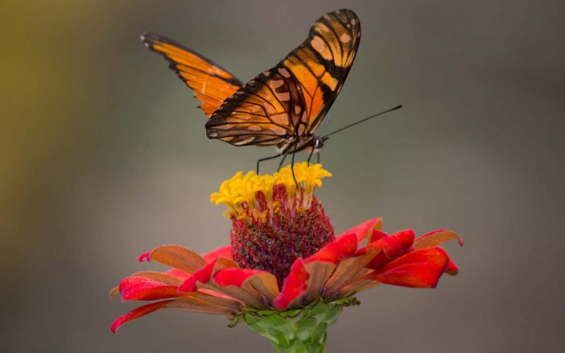 Butterfly pollinating flower