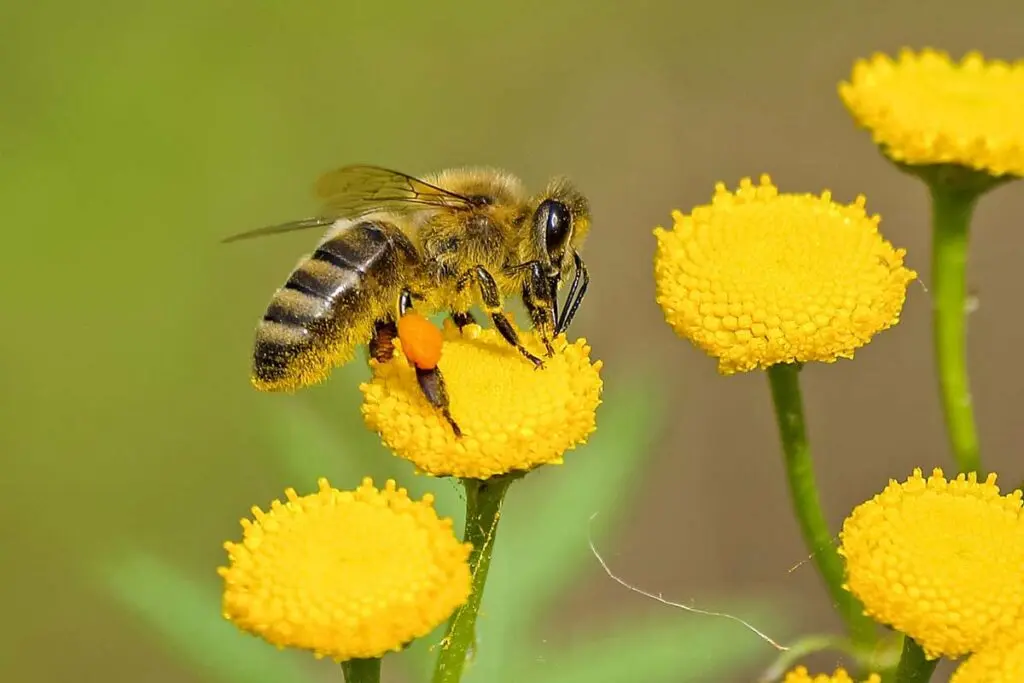 Summary of how honeybees pollinate flowers