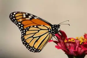 Monarch butterflies in St.Louis Missouri