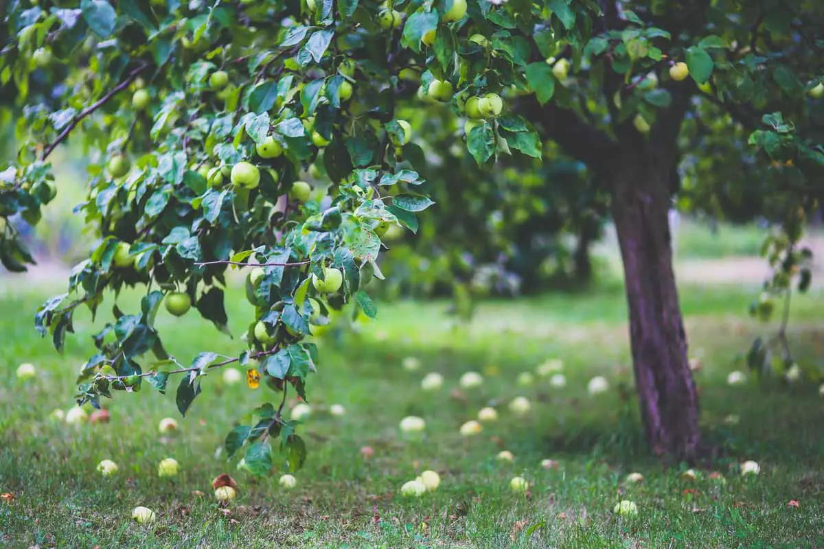 Fruits as Forest Products