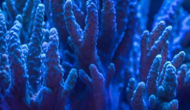10+ Major Threats to Coral Reefs