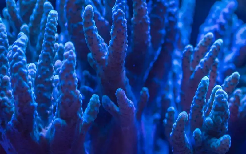 10+ Major Threats to Coral Reefs