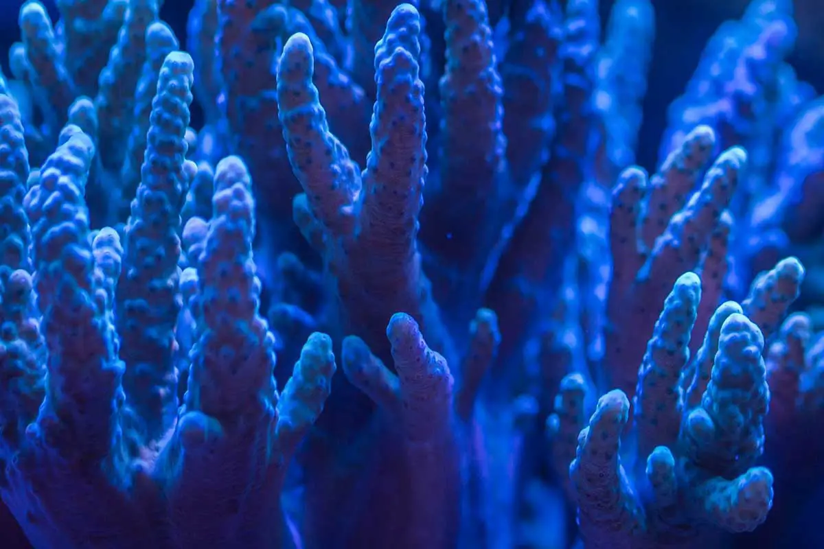 10+ Major Threats to Coral Reefs