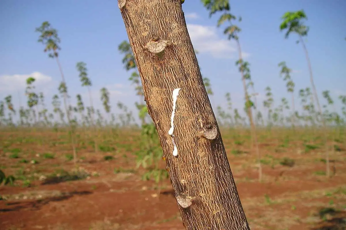 Latex Rubber as a forest product