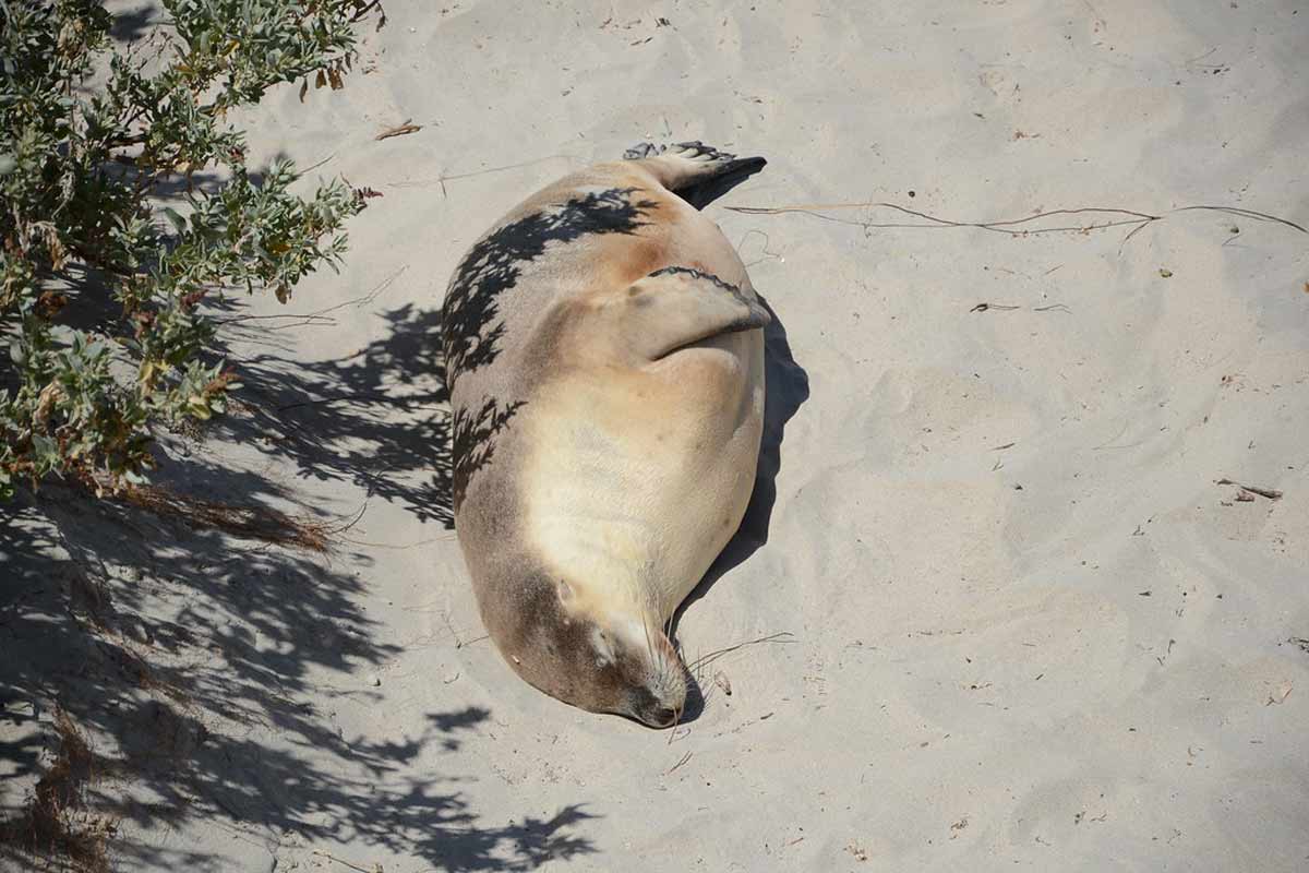 Australian Sea Lion is Endangered