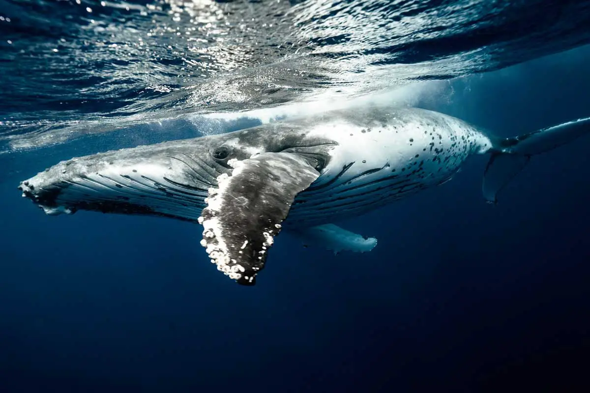 Blue Whale is Endangered