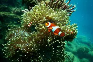 Coral Reefs and Ocean Acidification