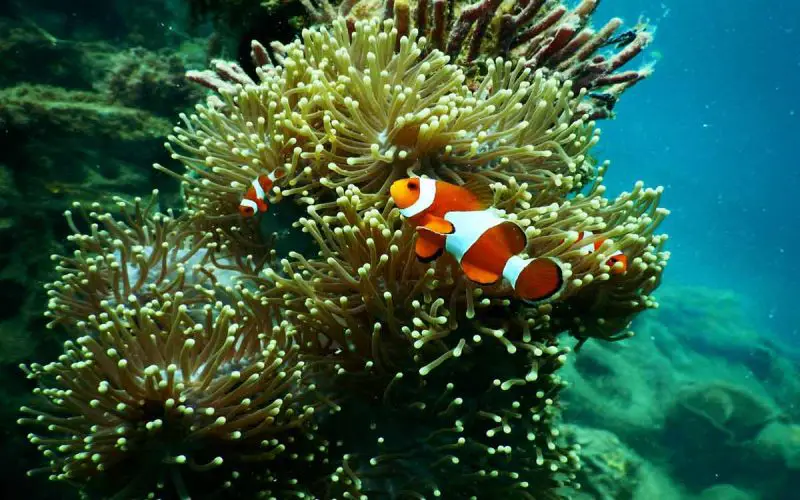 Coral Reefs and Ocean Acidification