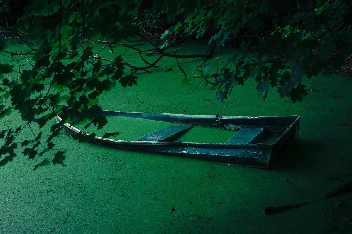 Cultural Eutrophication is a side effect of Nutrient Pollution