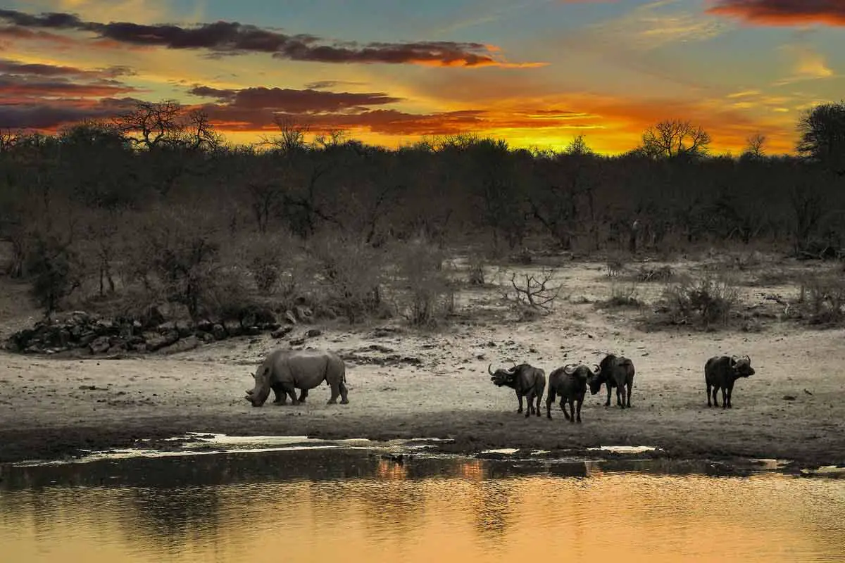 Droughts in South Africa because of Climate Change have reduced Rhino populations