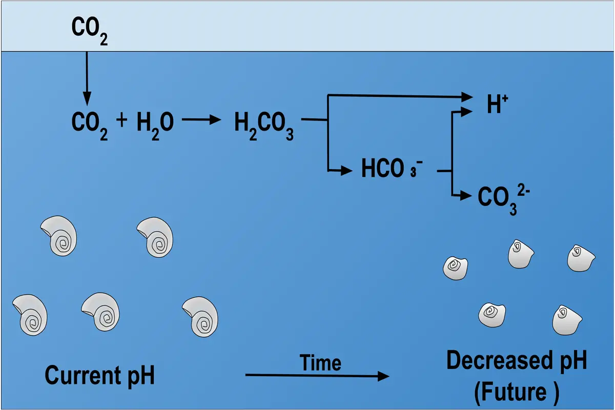 Effects of Ocean Acidification on Calcification of Sea Shells