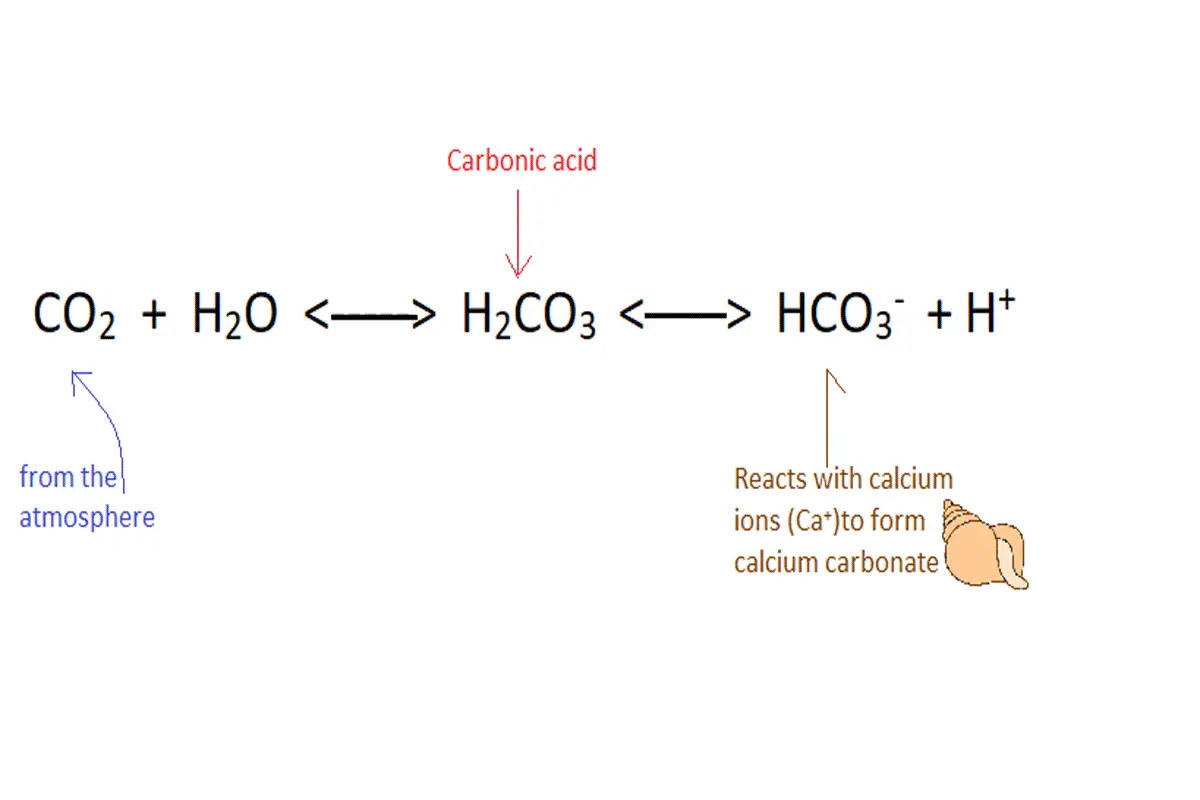 Ocean Acidification; More Carbonic Acid. 