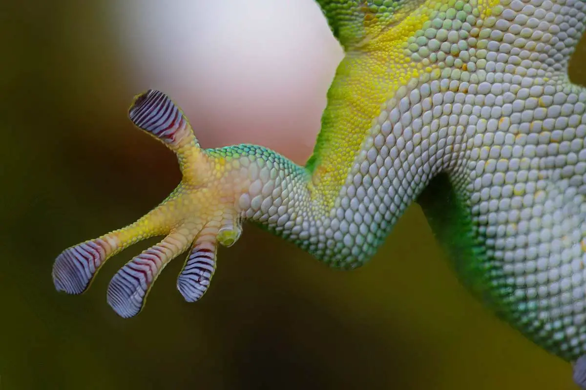 Gecko Climbing feet Biomimicry