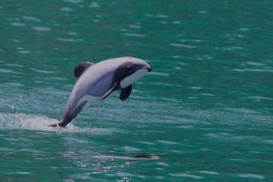 Hector's Dolphin is Endangered