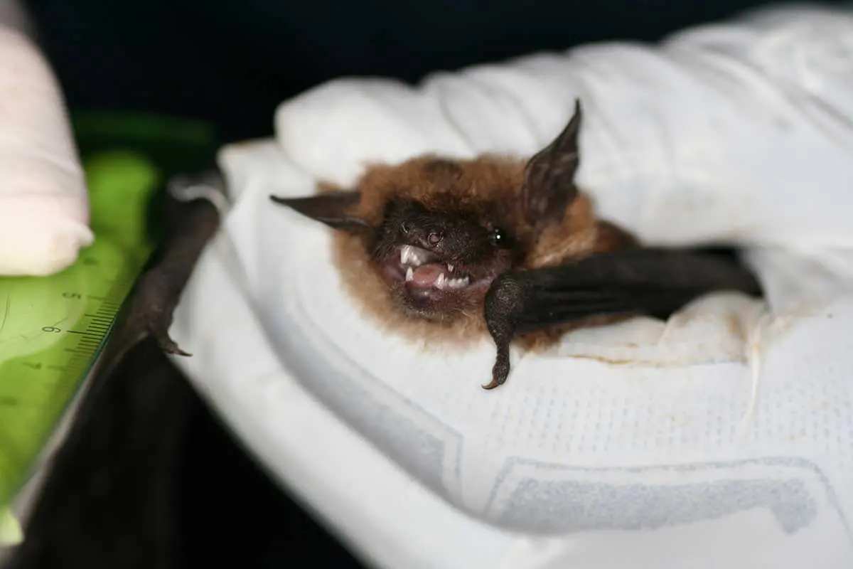 Measuring a Little Brown Bat