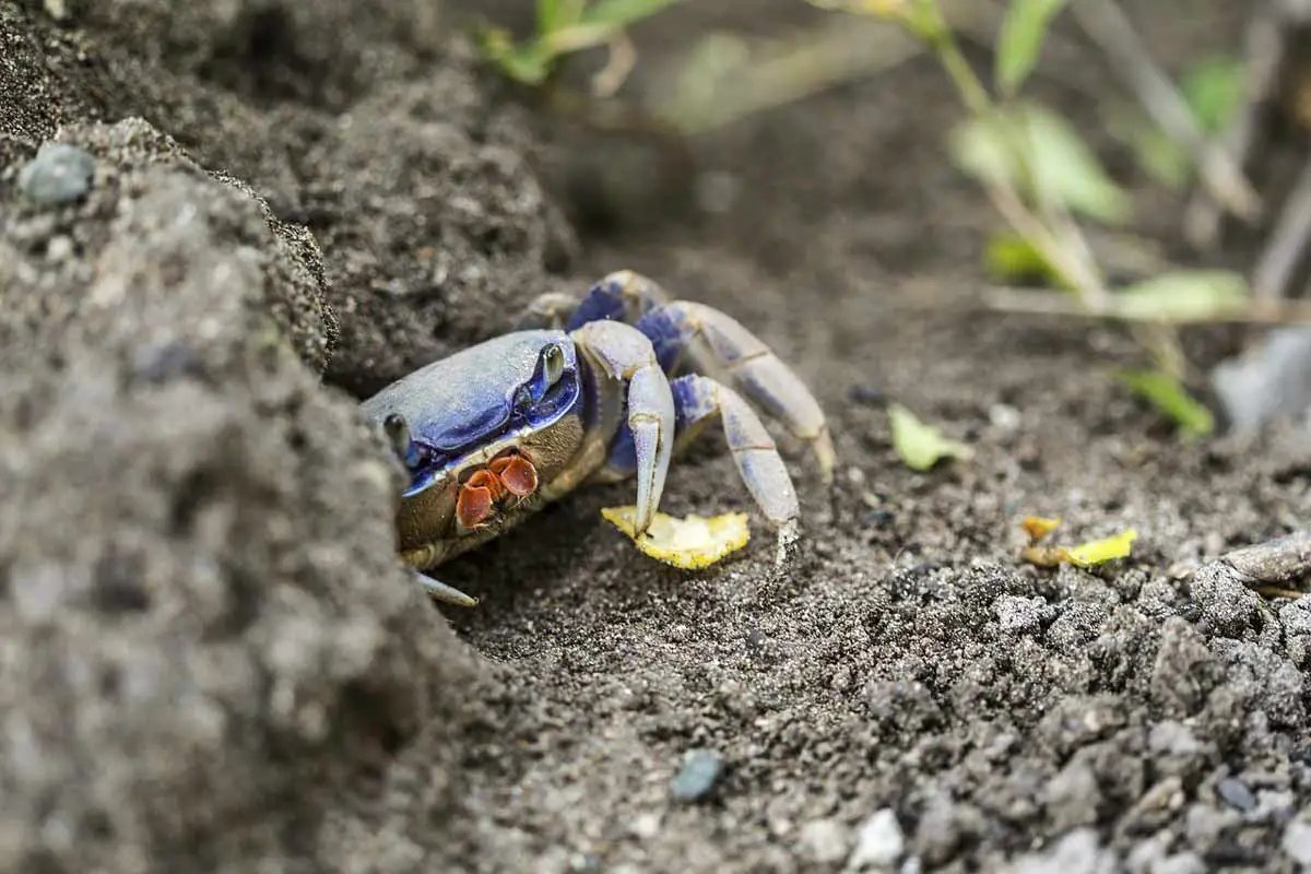 Blue Crabs endangered by Nutrient Pollution at Chesapeake Bay