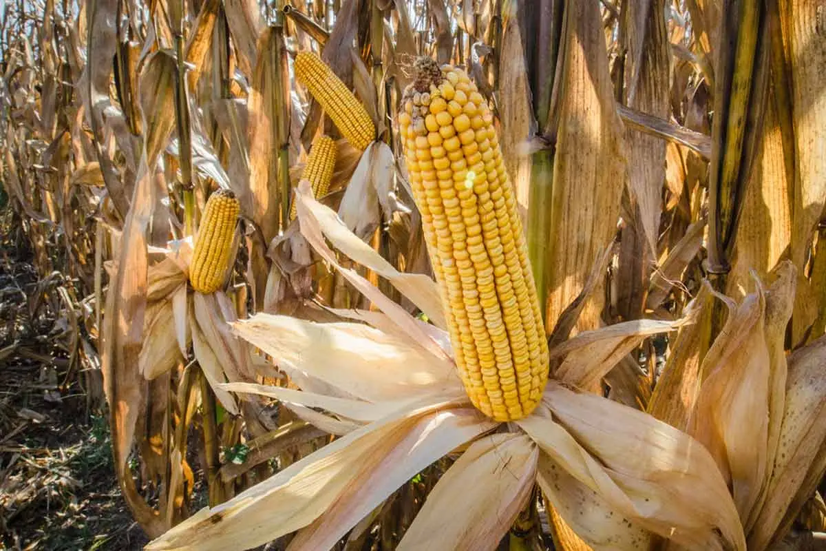Overcultivation Solutions: Do NOT grow Maize/Corn