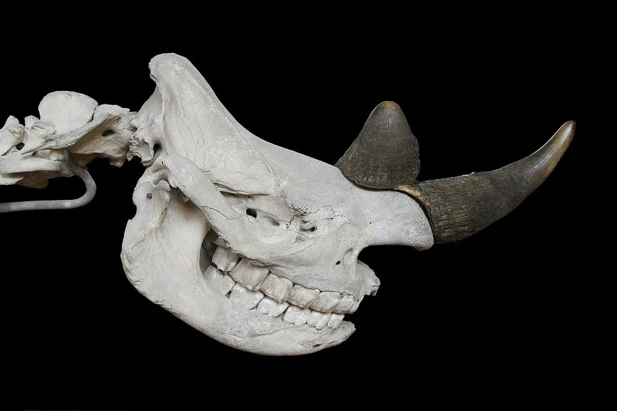Rhino horns are made of Keratin NOT bones. 