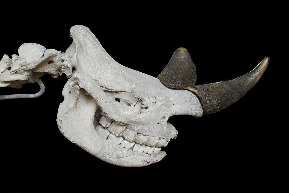 Rhino horns are made of Keratin NOT bones.