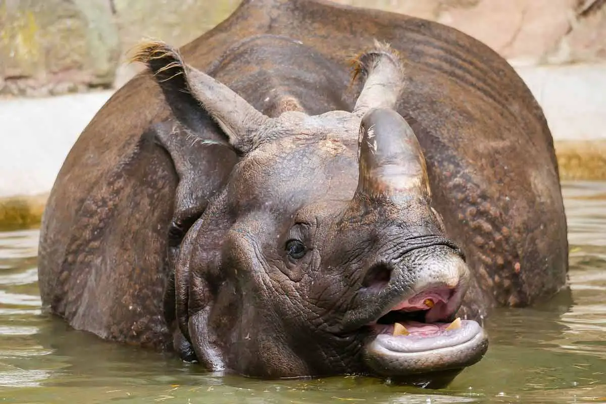 Rhinos love to play in mud. 