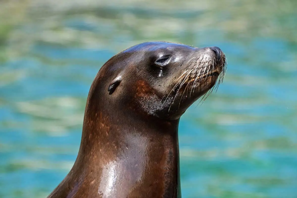 Sea otters are Endangered Marine Mammals