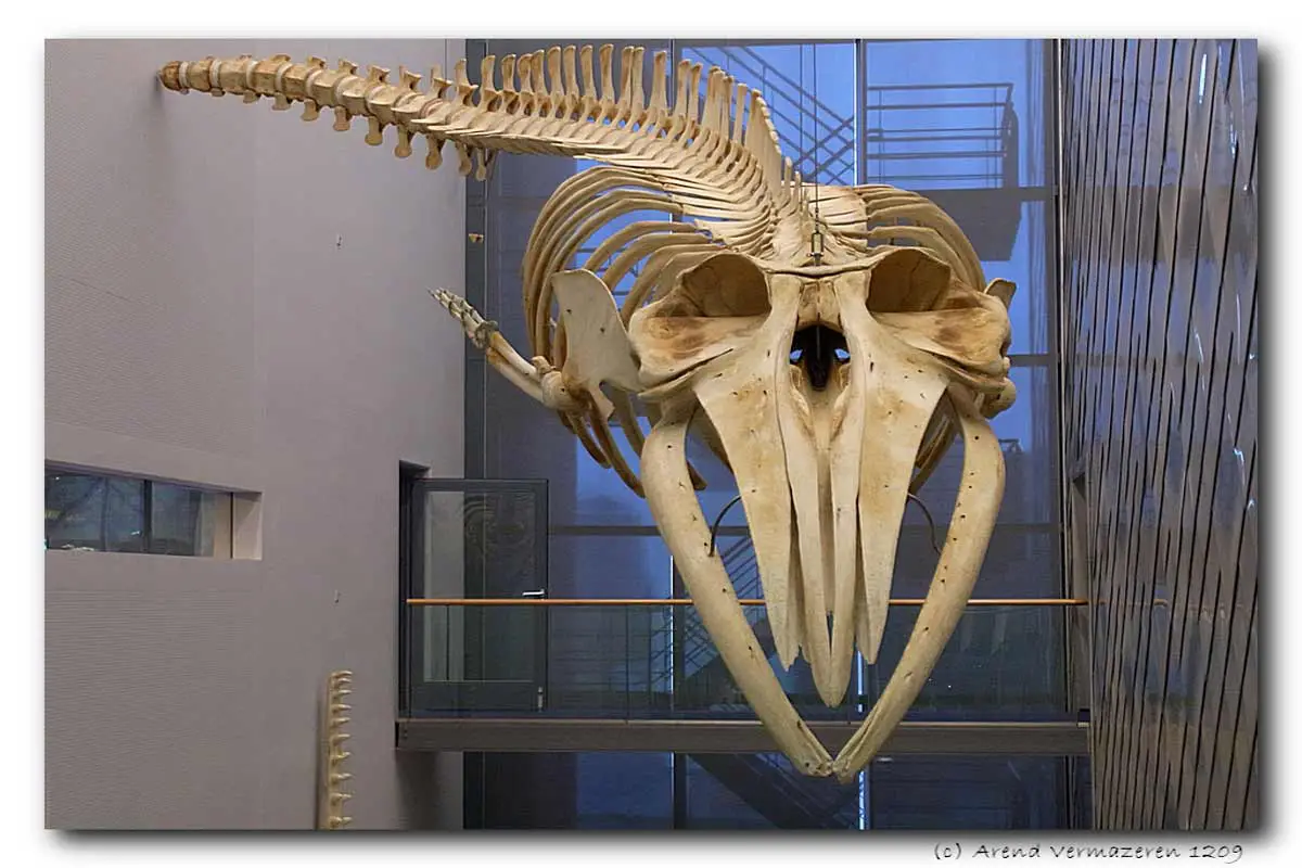 80% of Sei Whale has gone extinct!