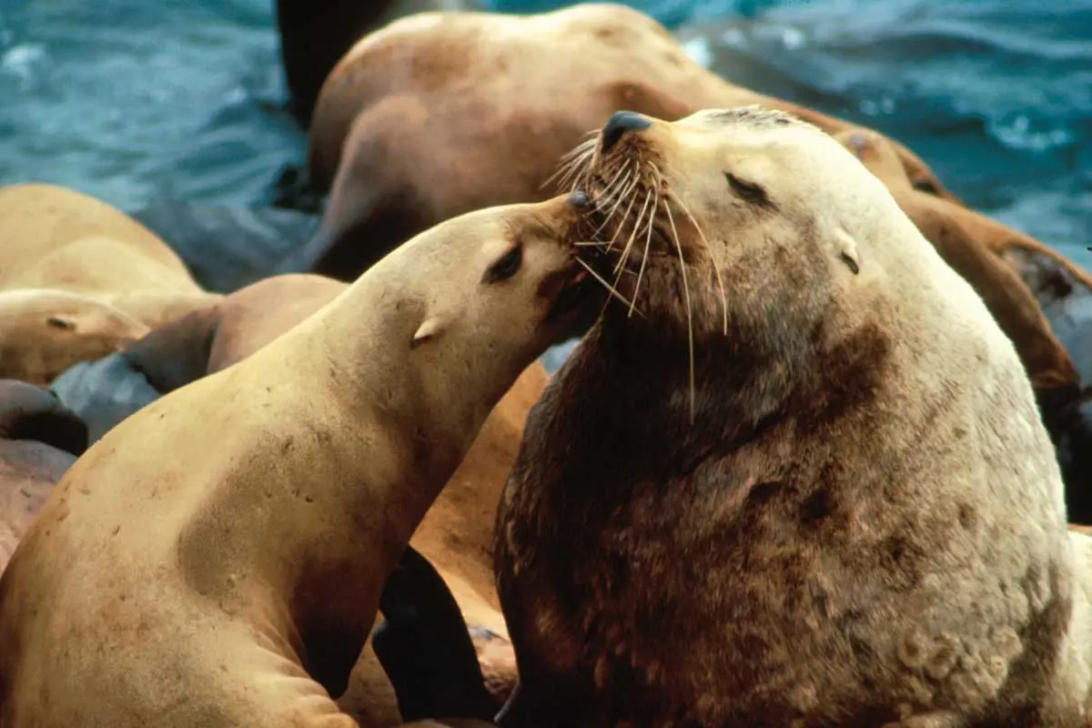 Stellar Sea Lions Endangered