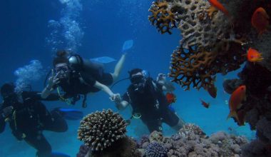 Tourism has major effects on Coral Reefs