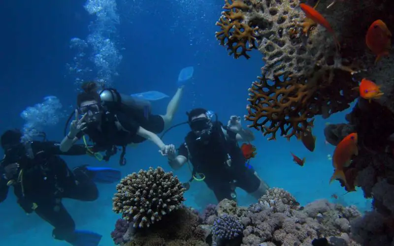 Tourism has major effects on Coral Reefs