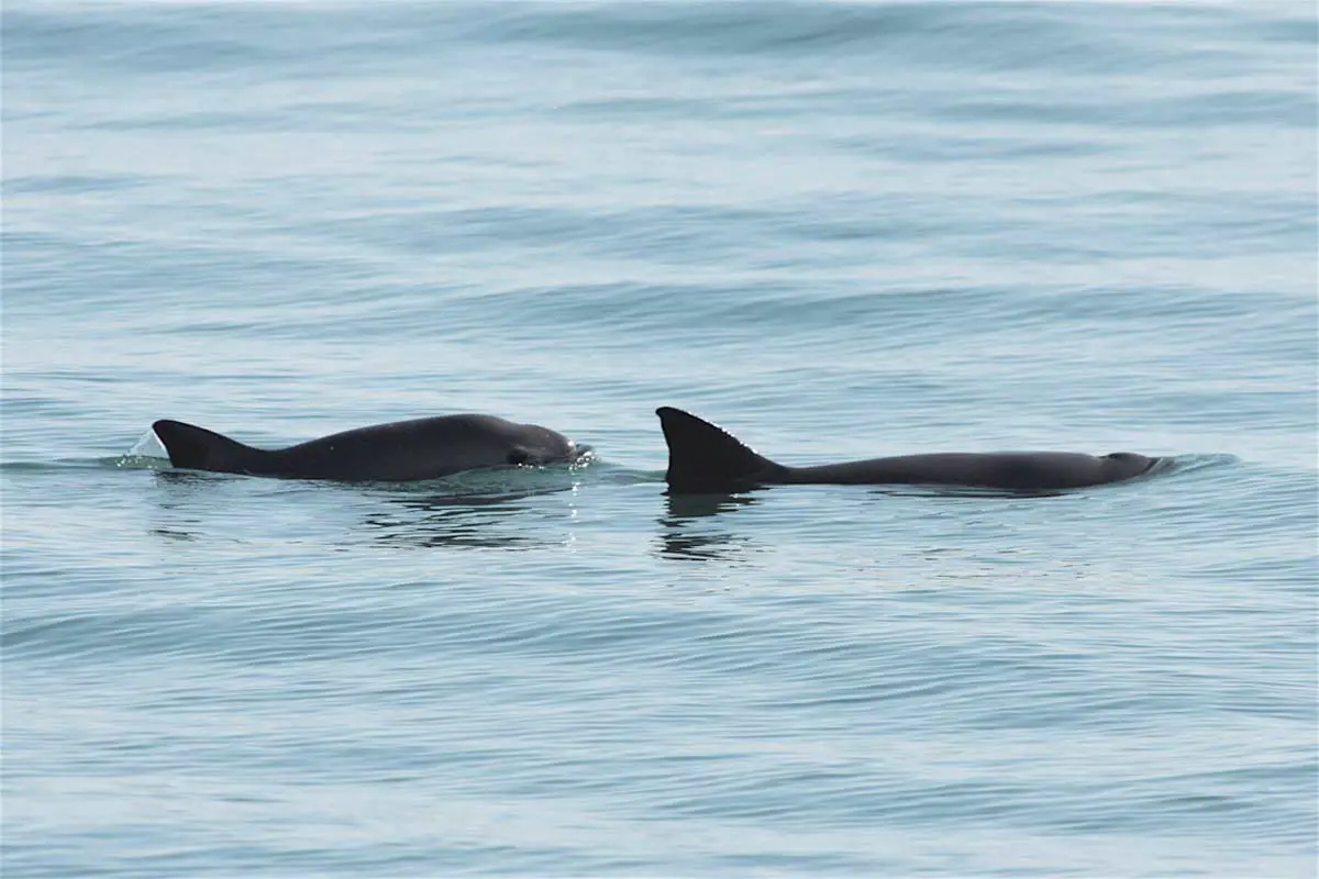 Vaquita is Critically Endangered.