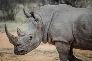 why are rhinos endangered?
