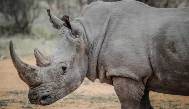 why are rhinos endangered?