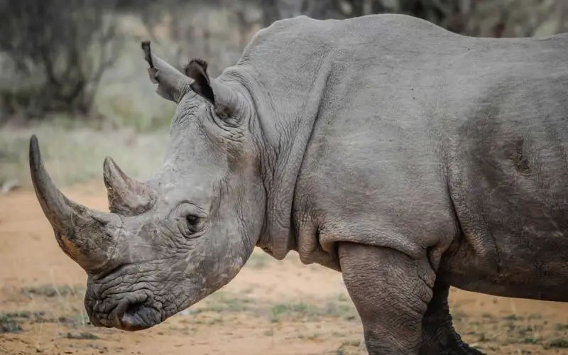 why are rhinos endangered?