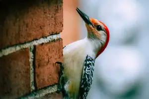 Woodpecker beaks as Biomimicry agent