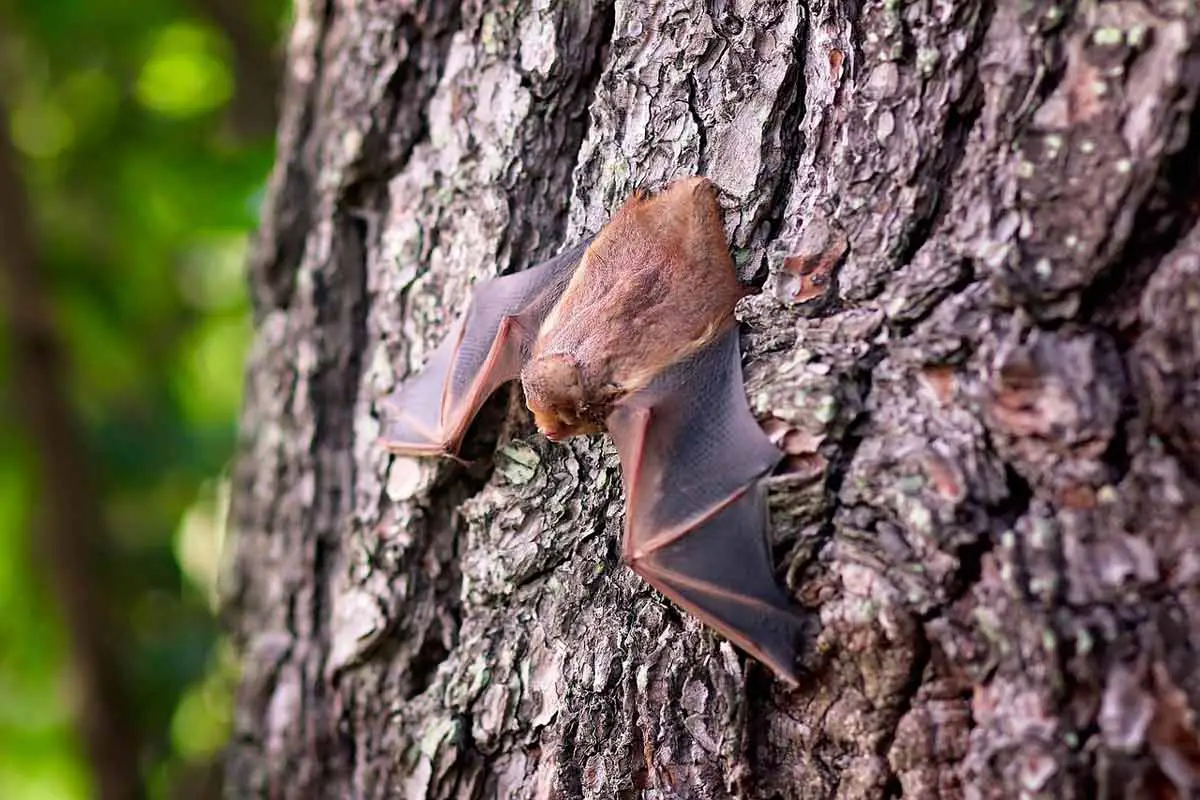 Big Brown Bat 