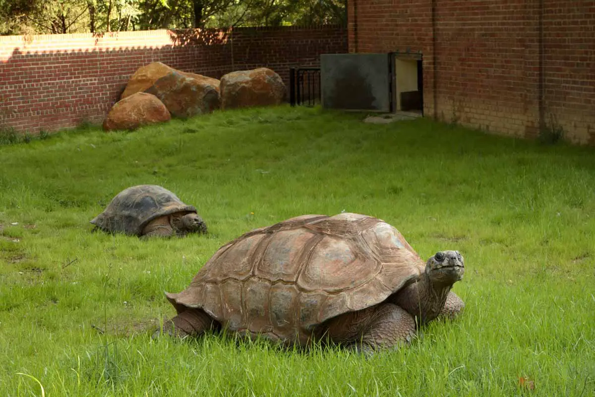 Aldabra Tortoise (Aldabrachelys gigantean)