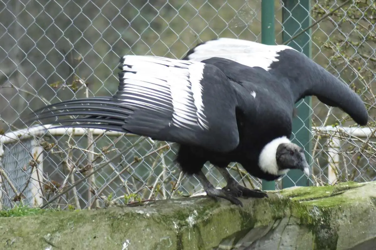 Andean Condor (Vultur gryphus)