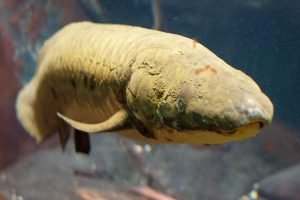 Australian Lungfish (Neoceratodus forsteri); This is the oldest known aquatic animal in an Aquarium!