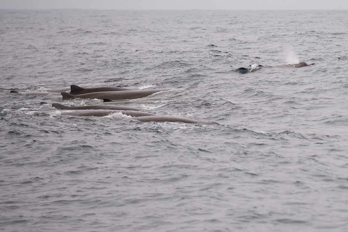 Baird’s Beaked Whale (Berardius)