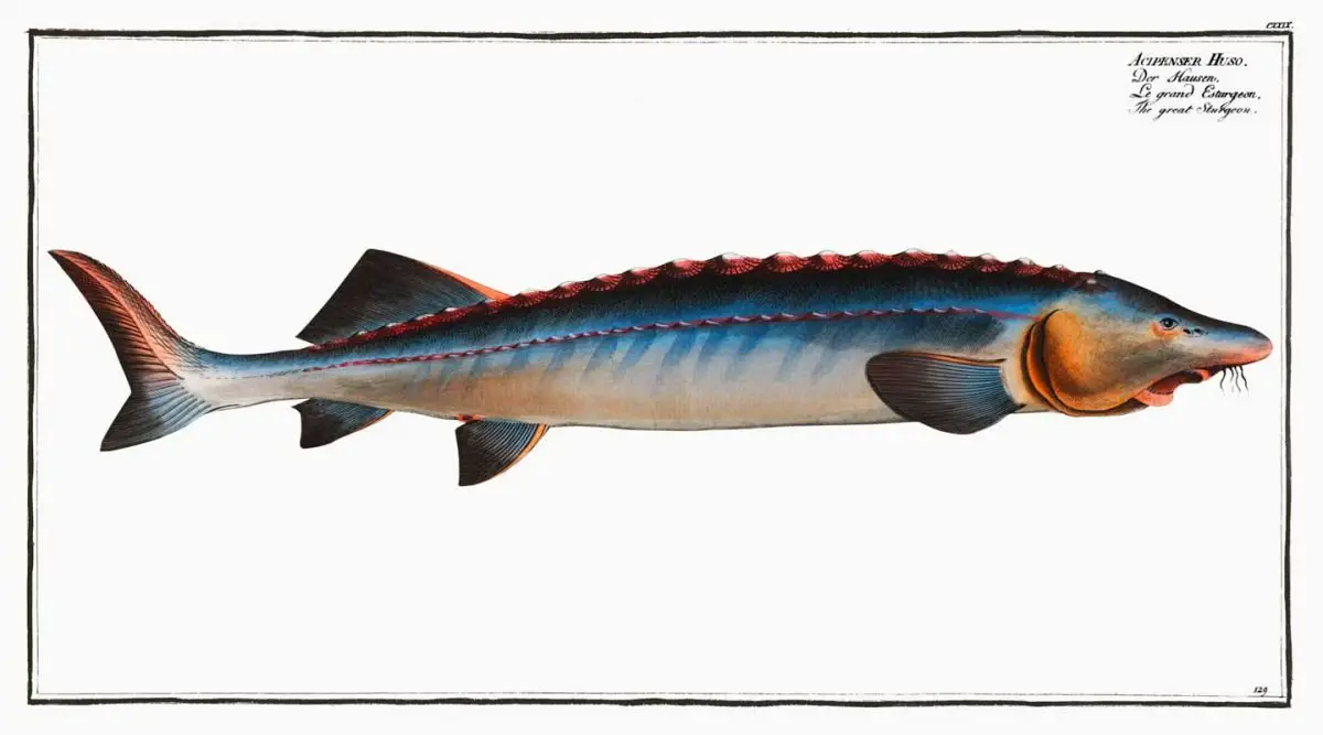 Beluga Sturgeon (Huso huso)