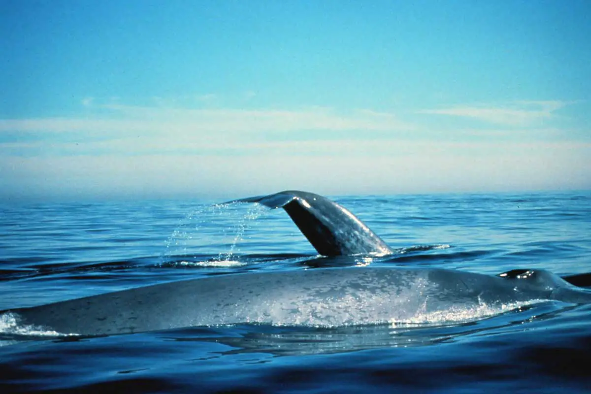 Blue Whale (Balaenoptera musculus)