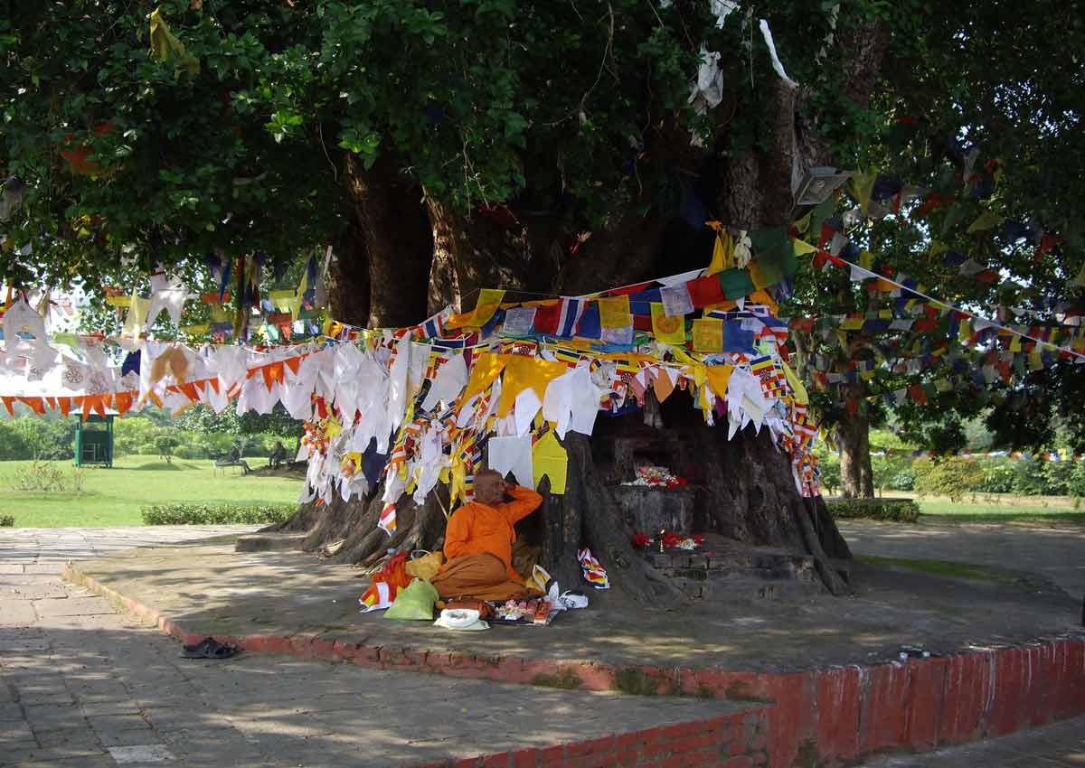 Bodhi Tree (Ficus religiosa)