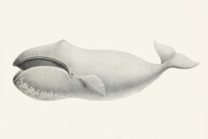 Bowhead Whale - Longest Living Sea Creatures