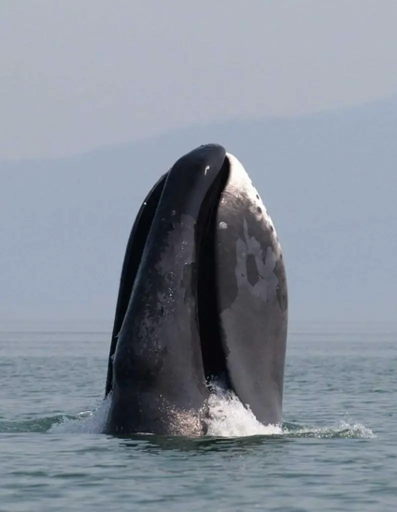 Bowhead whale oldest sea creatures