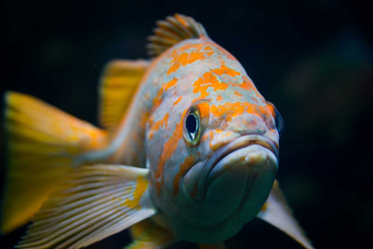 Canary Rockfish (Sebastes pinniger)