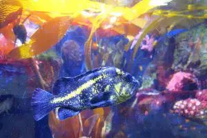 China Rockfish (Sebastes nebulosus)