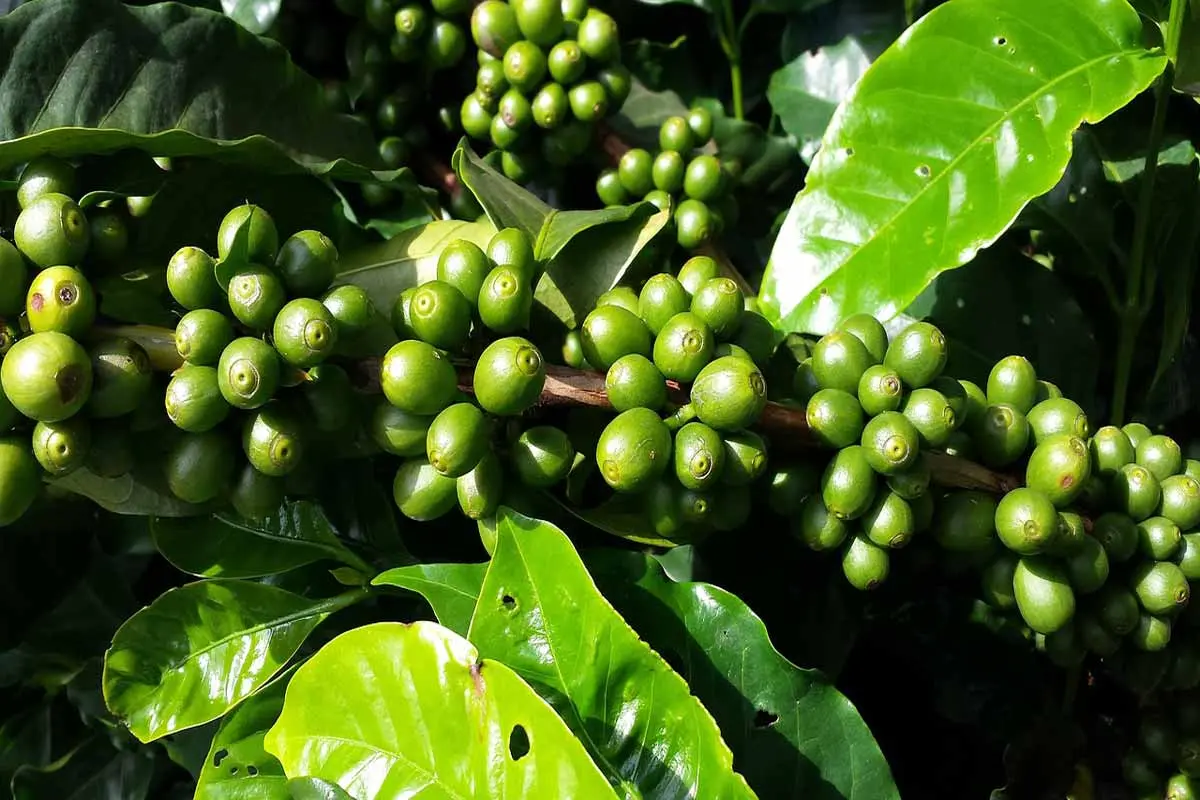 Arabica Coffee Tree